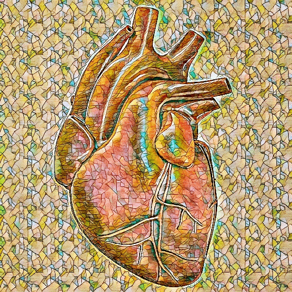 The human heart